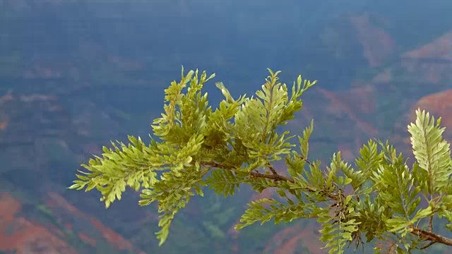 夏威夷考艾岛的威美亚峡谷和巨树视频素材