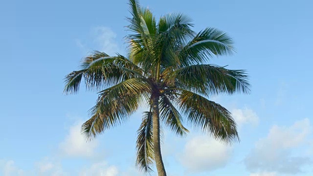 夏威夷考艾岛挥舞棕榈树日视频素材