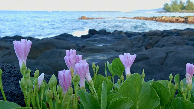 夏威夷考艾岛的海岸花撞击着海浪视频素材