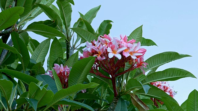 充满活力的粉红色热带鸡蛋花天空夏威夷考艾岛视频素材