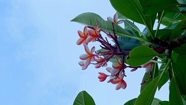 充满活力的鸡蛋花热带花天空考艾岛夏威夷视频素材