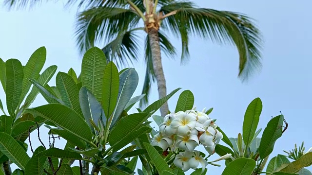 充满活力的鸡蛋花，白色和黄色的热带花，夏威夷考艾岛的棕榈树视频素材