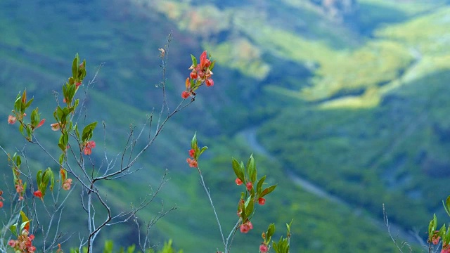 夏威夷考艾岛下威美亚河峡谷的大型植物视频素材