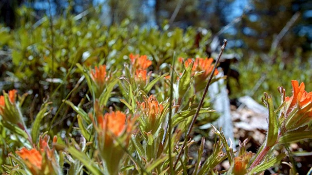 Macro Red Indian painting brush Flower桔梗在春天的红色森林草原正午1山胡德春森林俄勒冈喀斯喀特山脉视频素材