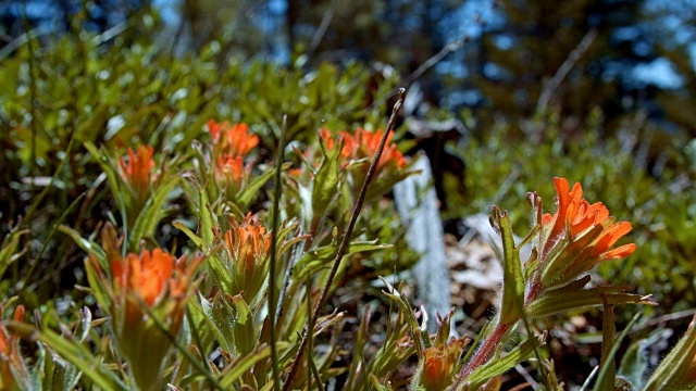 Macro Red Indian painting brush Flower桔梗在春天的红色森林草原正午2山胡德春森林俄勒冈喀斯喀特山脉视频素材