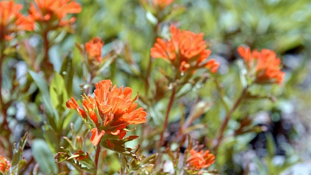 Macro Red Indian painting brush Flower桔梗在春天的红色森林草地正午6山胡德春森林俄勒冈州喀斯喀特山脉视频素材