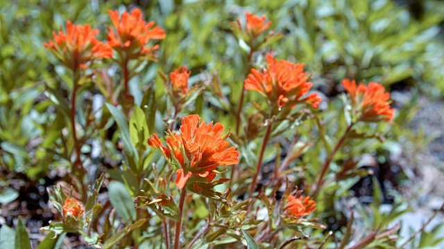 Macro Red Indian painting brush Flower桔梗在春天的红色森林草地正午7山胡德春森林俄勒冈州喀斯喀特山脉视频素材