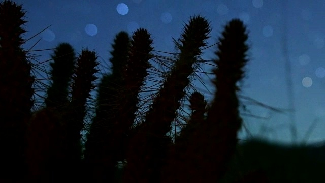 星星泊景，仙人掌宏在夜晚的夜空中剪影视频素材