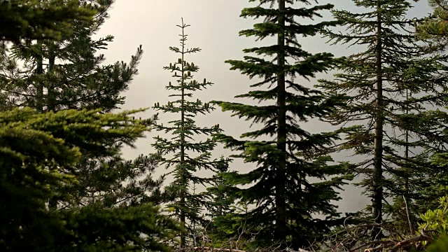 胡德山亚高山冷杉林的黎明迷雾和云雾视频素材