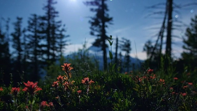 花在夜晚的星空下，印着月光，胡德山雪山视频素材