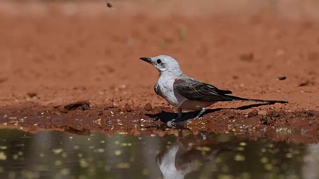 剪尾Flycatcher饮水视频素材