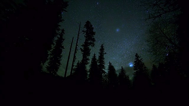 在麦肯齐谷，星空、黑暗的天空和道格拉斯冷杉树的黑色剪影视频素材