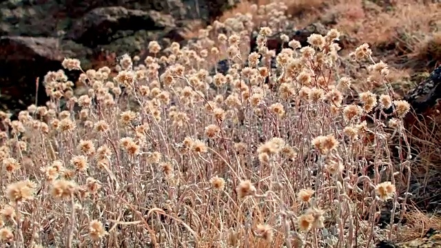 死亡的花在悬崖顶的斯滕斯山靠近马尔胡尔野生动物保护区视频素材