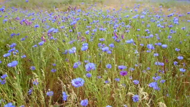 田野盛开的蓝色单身汉钮扣矢车菊罗威纳Crest哥伦比亚河峡谷野花草地视频素材