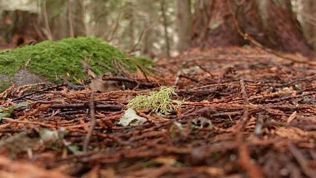 地面上的地衣宏观4潮湿多雨的瀑布山俄勒冈森林在春天视频素材