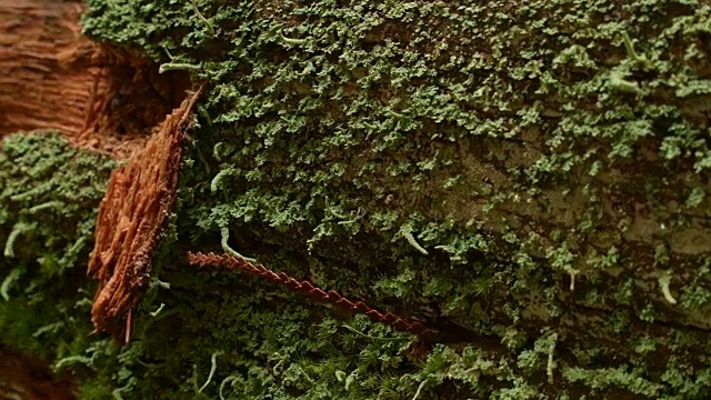 宏观细节腐烂的原木和苔藓湿雨瀑布山俄勒冈森林在春天视频素材