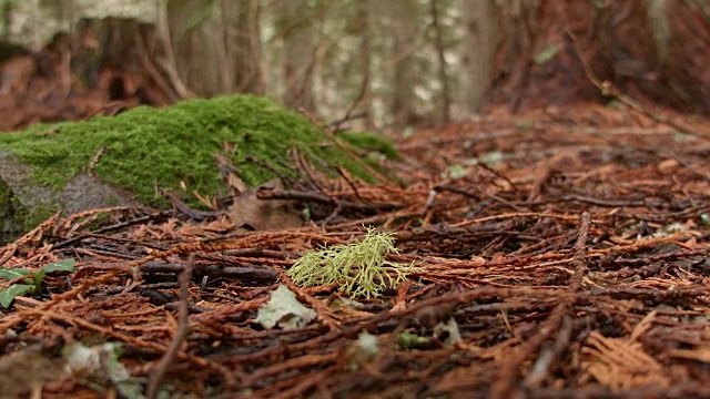 地面上的地衣在春季潮湿多雨的喀斯喀特山俄勒冈森林视频素材