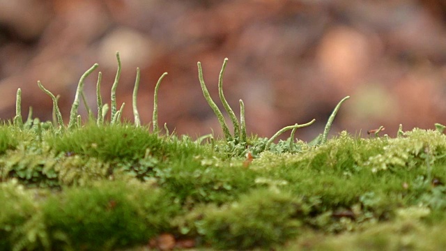 苔藓和孢子茎柄宏1潮湿多雨的瀑布山俄勒冈森林春天视频素材