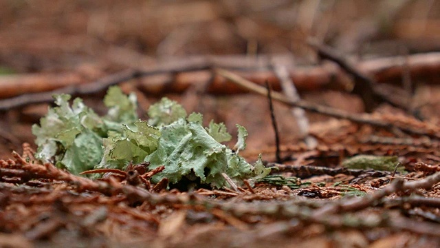 地面上的地衣在春季潮湿多雨的瀑布山俄勒冈森林视频素材