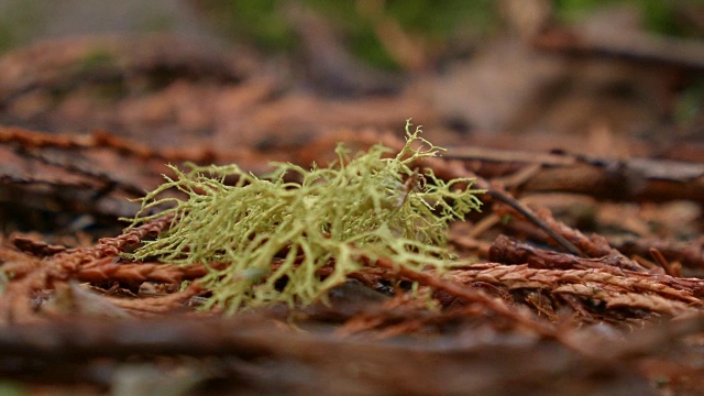 地面上的地衣在春季潮湿多雨的瀑布山俄勒冈森林视频素材