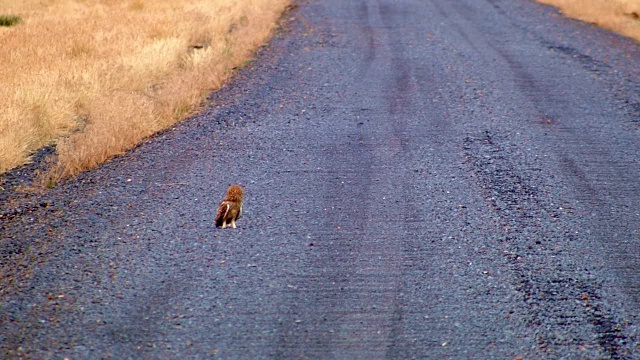 短耳短耳猫头鹰在砾石路哈特山国家羚羊保护区俄勒冈41视频素材