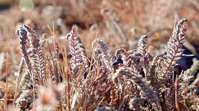 宏观秋天植物群1山顶Steens山附近的马尔胡尔野生动物保护区11视频素材