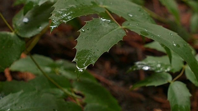 俄勒冈葡萄潮湿多雨瀑布山俄勒冈森林春天视频素材