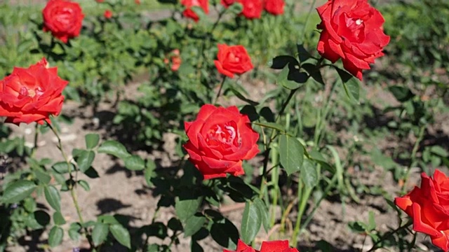 红玫瑰花在花园里视频素材