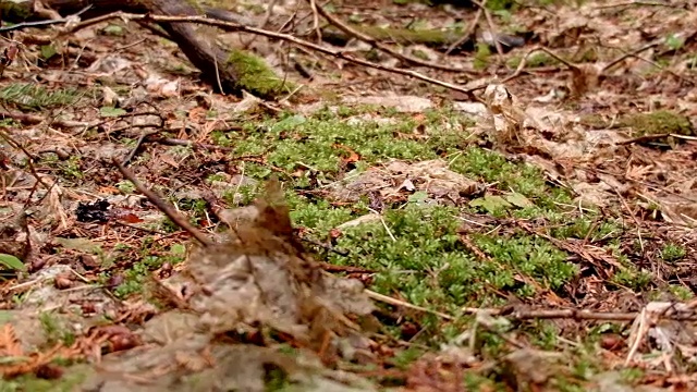 大型植物1春季湿雨瀑布山俄勒冈森林视频素材