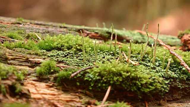 苔藓和孢子茎柄宏3潮湿多雨的瀑布山俄勒冈森林春季视频素材