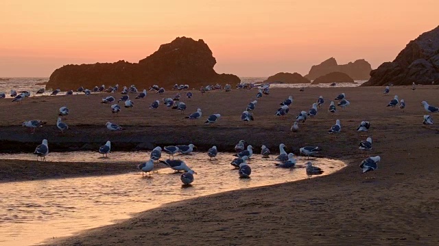 日落时分，海鸥在海滩上的溪流中沐浴和清洁视频素材