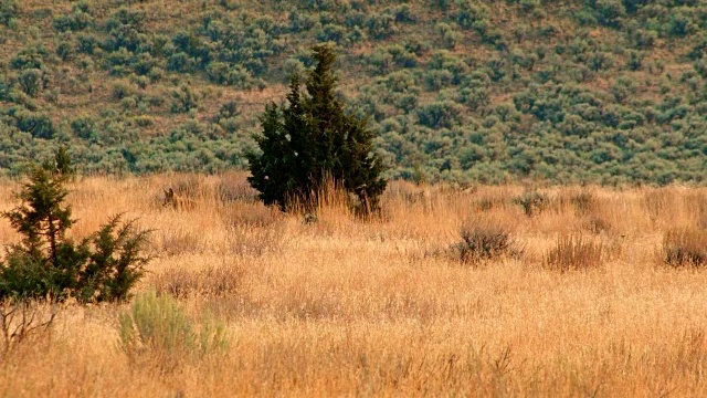 Malhuer野生动物保护区附近的Coyote Steens山的沙漠狩猎和跟踪视频素材