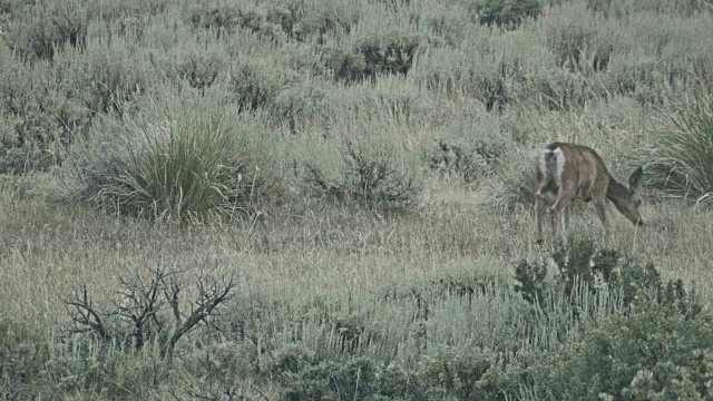 黑尾鹿在黄昏鹿山国家羚羊保护区163视频素材