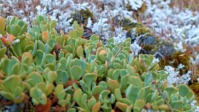 宏美丽的植物和地衣麦肯齐河谷俄勒冈州视频素材