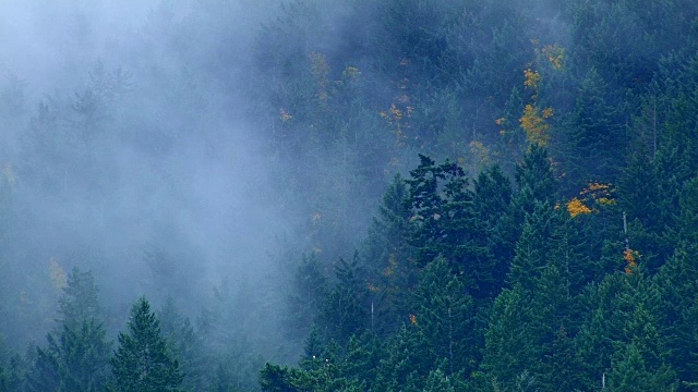 雾和雨林2哥伦比亚河峡谷俄勒冈雾树视频素材