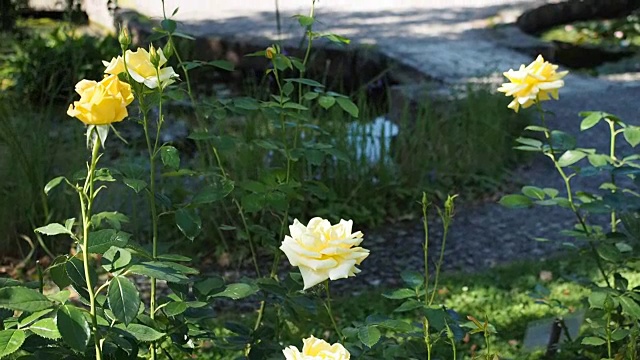 花园里有黄玫瑰花视频素材