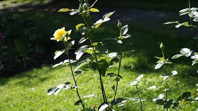 花园里有黄玫瑰花视频素材