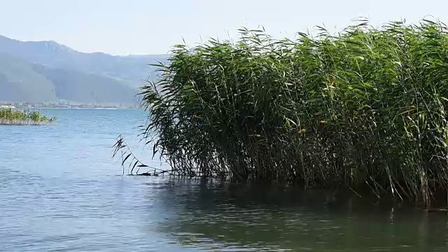 小芦苇在池塘的水视频素材