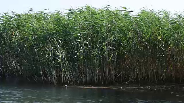 小芦苇在池塘的水视频素材