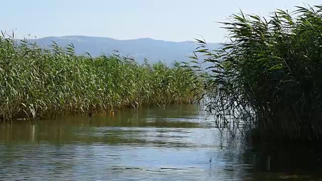 小芦苇在池塘的水视频素材