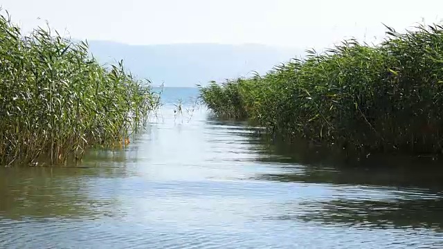 小芦苇在池塘的水视频素材