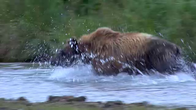 WS - TS灰熊(Ursus Horribilis)在河中捕鱼鲑鱼/染料/阿拉斯加/美国视频素材