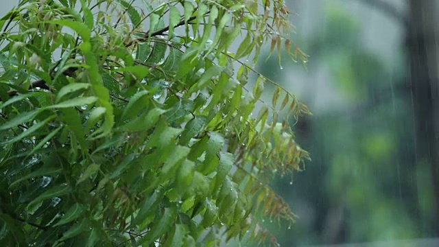 雨滴落在树叶上特写视频素材