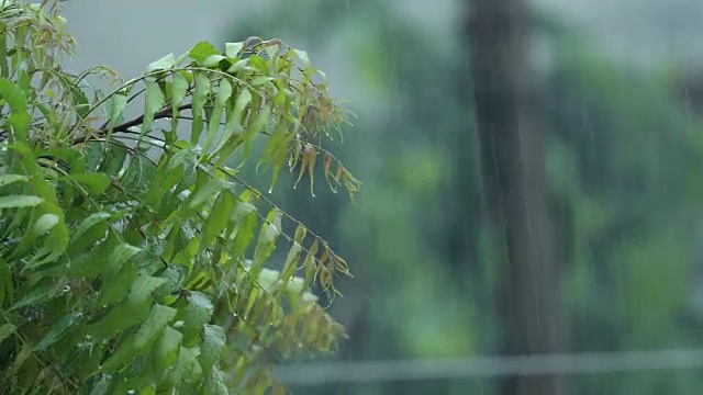 雨滴落在树叶上特写视频素材