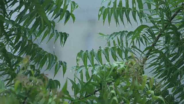 雨滴落在树叶上特写视频素材