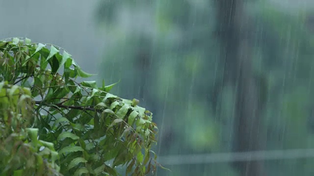 雨滴落在树叶上特写视频素材