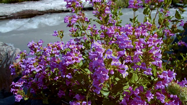 野生蜜蜂在胡德山的夏天沿着1号溪流给紫色的野花授粉视频素材