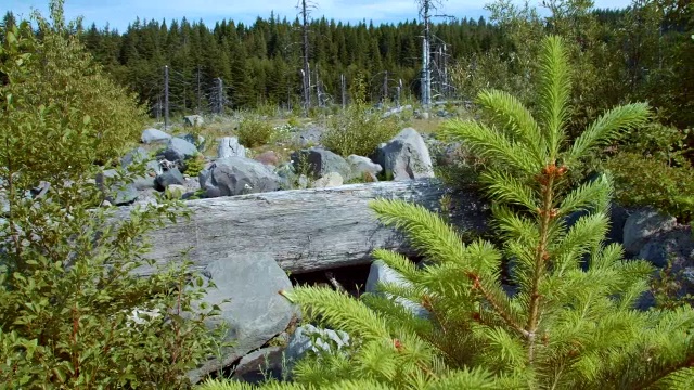 树苗生长在荒野的岩石森林草地上-夏天在胡德山视频素材