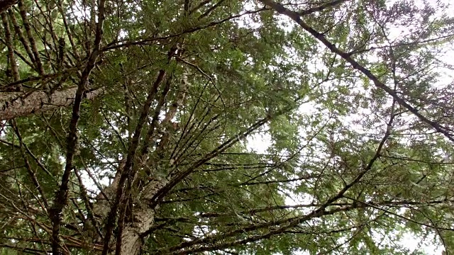 在常绿树木下旋转2潮湿多雨的瀑布山俄勒冈森林在春天视频素材