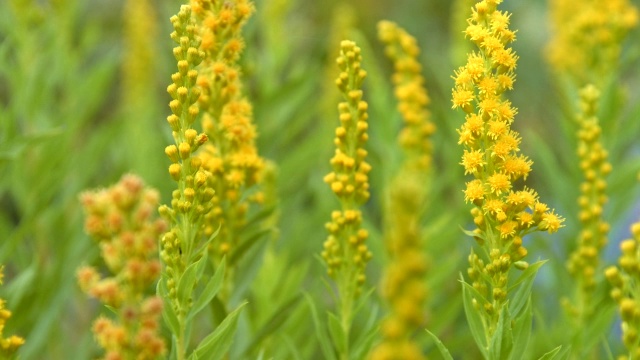 鲜艳鲜艳的黄色野花2 -胡德山的夏天视频素材